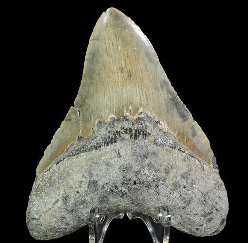 Fossil Megalodon Tooth - North Carolina #92440